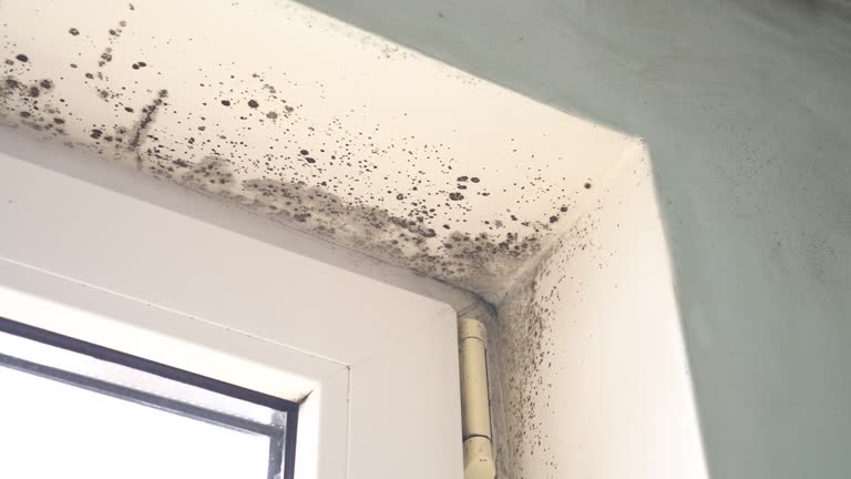 Best Mold Odor Removal Services  in Maili, HI